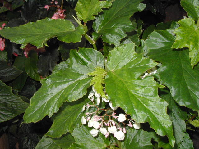 B. ‘Dorothy's Phantom’